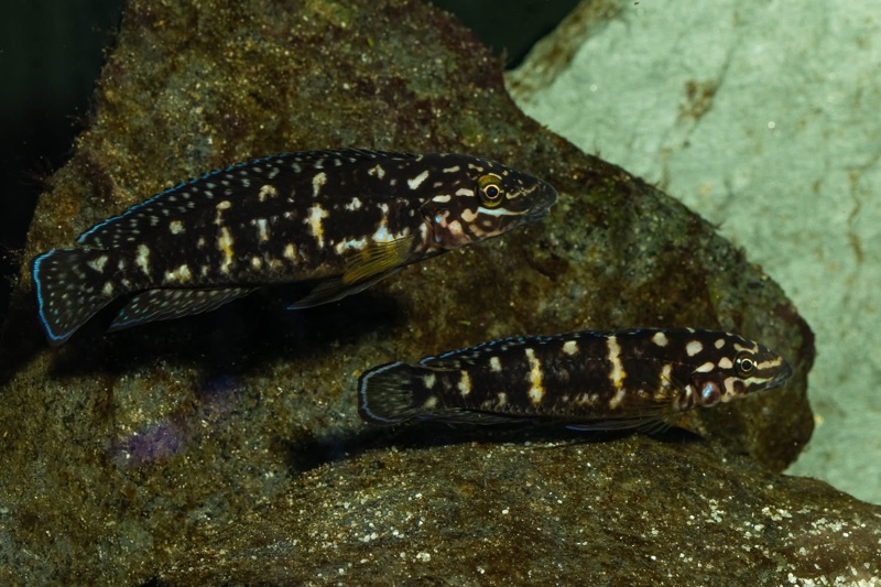 Julidochromis sp. 'transcriptus tanzania' Molwe